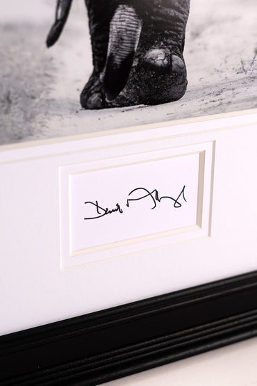 David Attenborough Signed White Card - Elephant Display