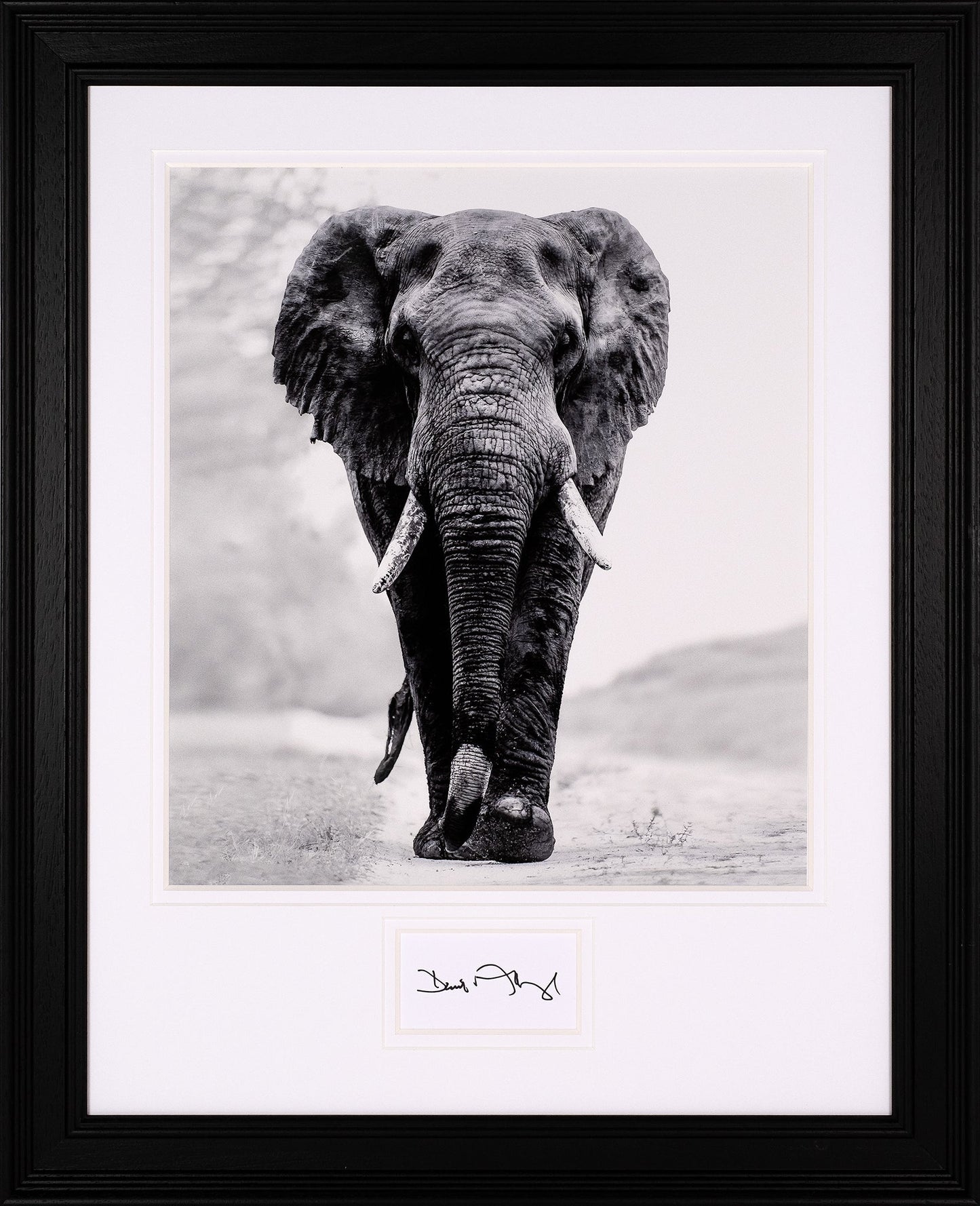 David Attenborough Signed White Card - Elephant Display