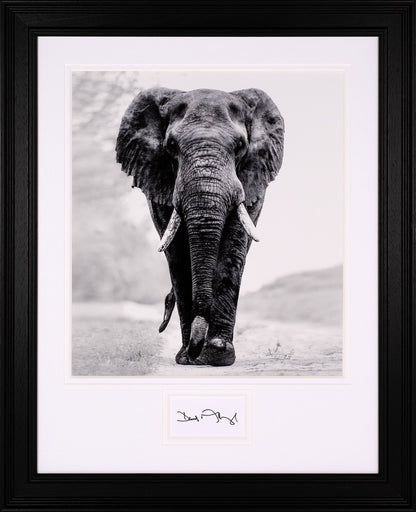 David Attenborough Signed White Card - Elephant Display