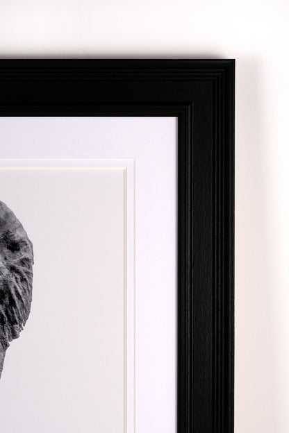 David Attenborough Signed White Card - Elephant Display