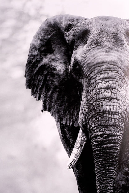 David Attenborough Signed White Card - Elephant Display