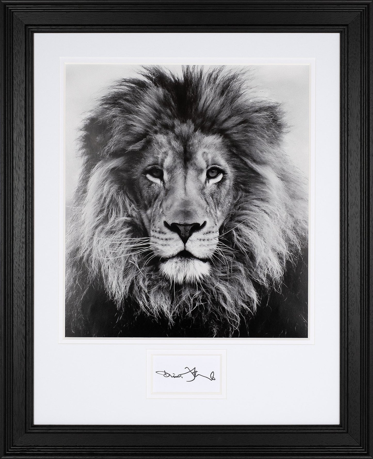 David Attenborough Signed White Card - Lion Display