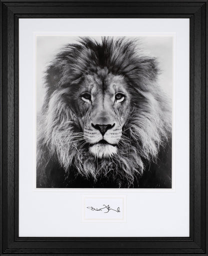 David Attenborough Signed White Card - Lion Display