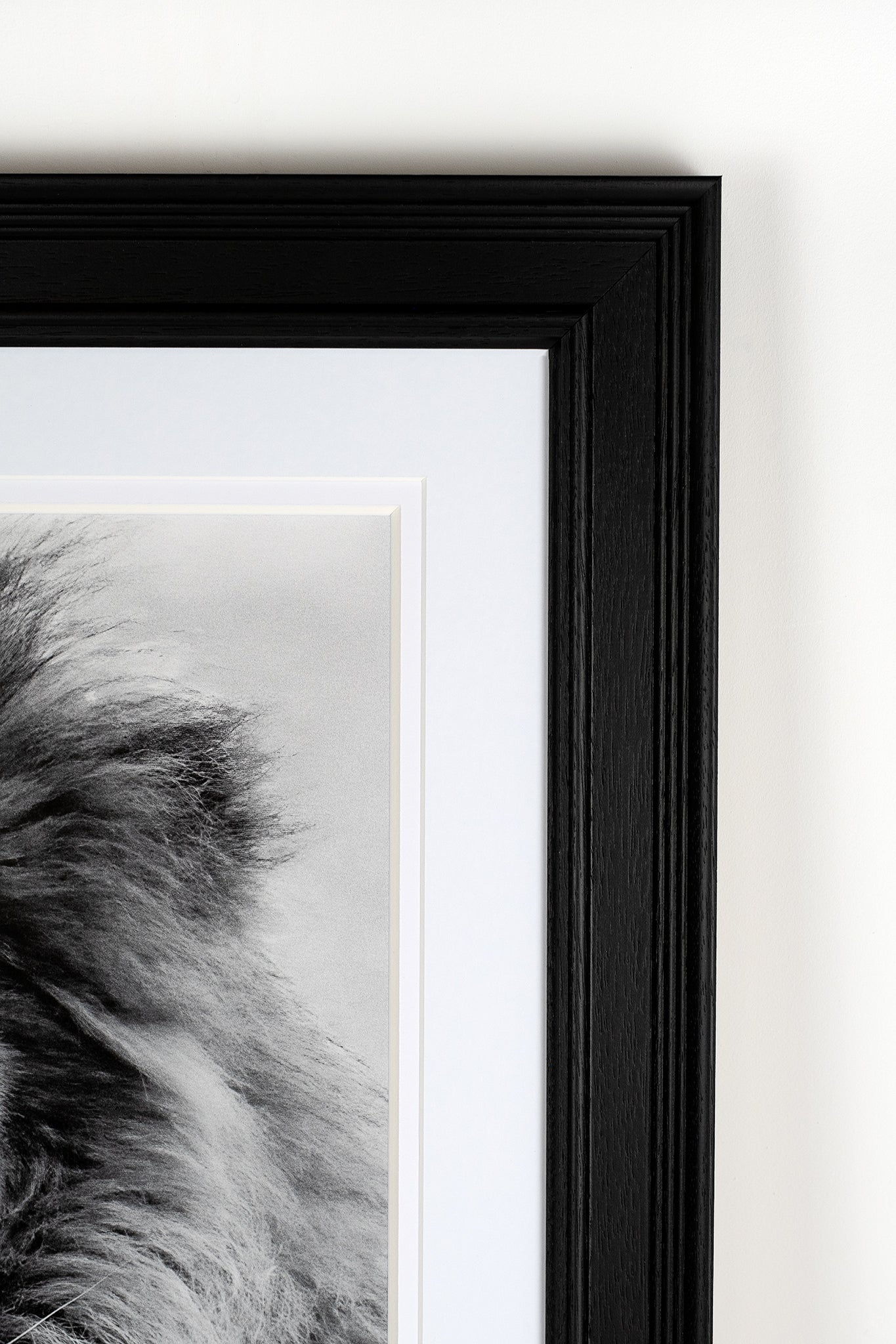 David Attenborough Signed White Card - Lion Display