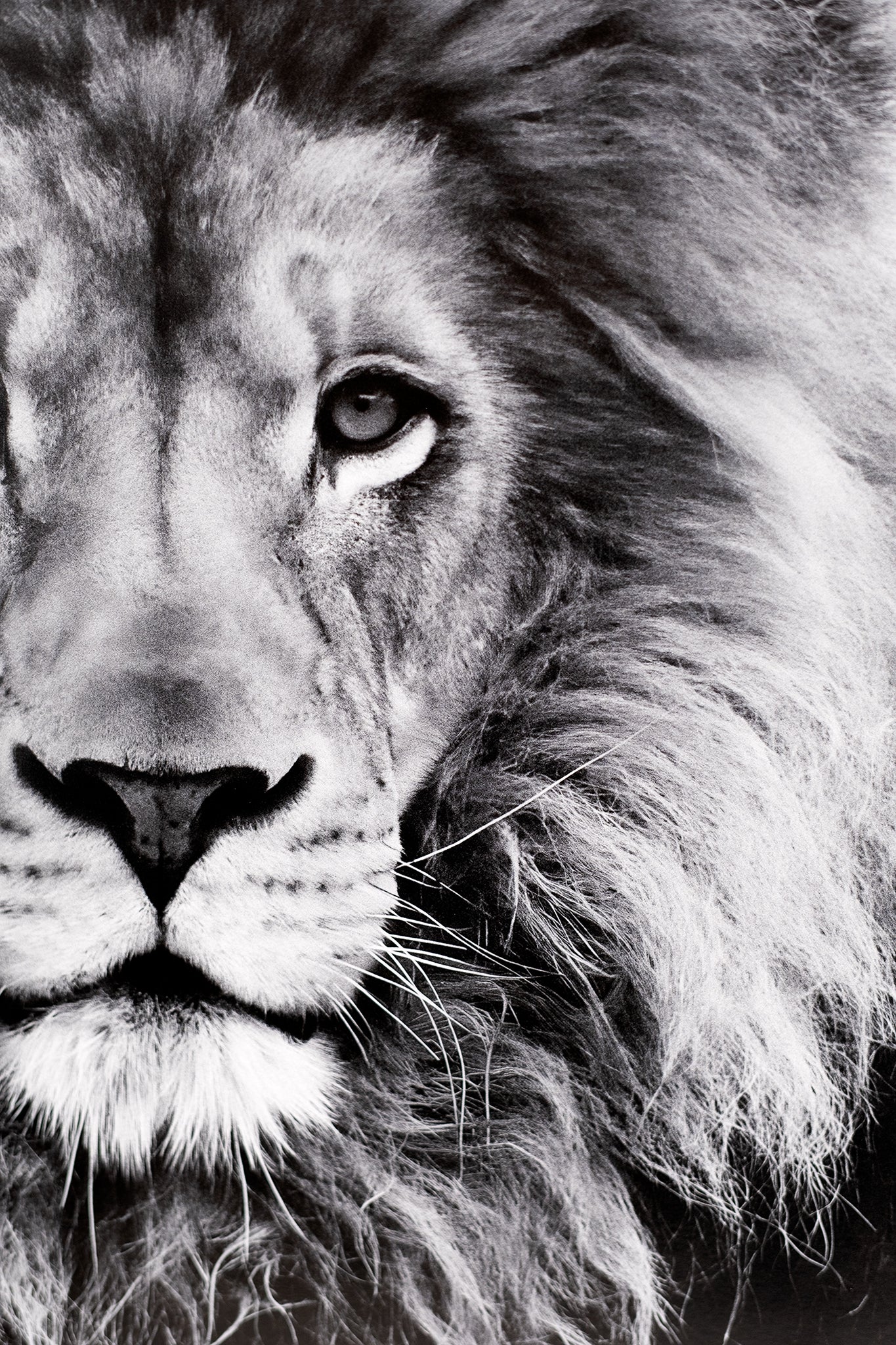 David Attenborough Signed White Card - Lion Display
