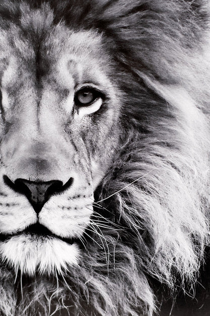 David Attenborough Signed White Card - Lion Display